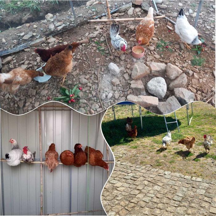 Galo de 1 ano à venda