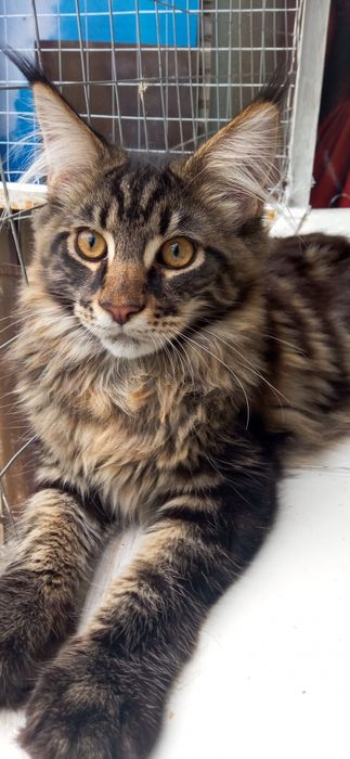 Котёнок Мэйн Куна