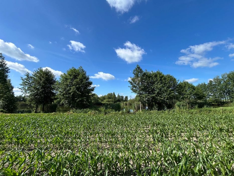 Jedyna taka działka w Oleśnicy – 3371 m² nad stawem | Pierwsza linia brzegowa | Lucień | ul. Stawowa | Bezpośrednio od właściciela - Widok 6