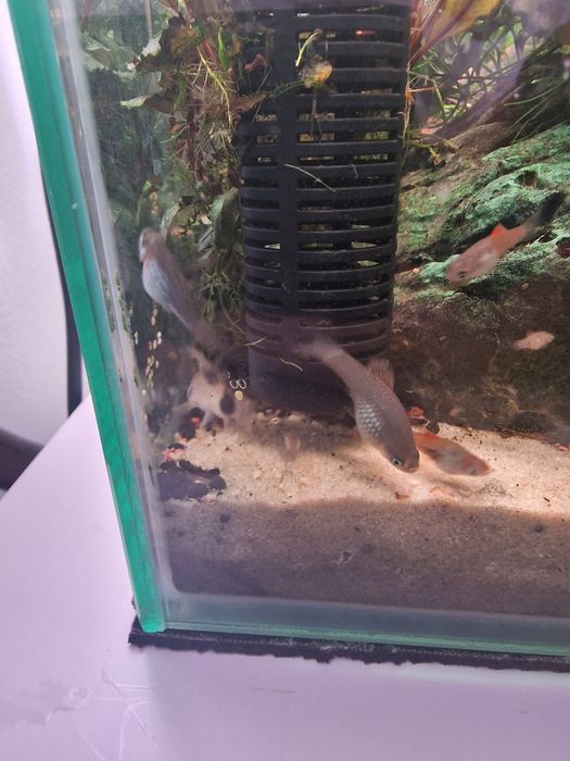 Platys juvenis e alvinos