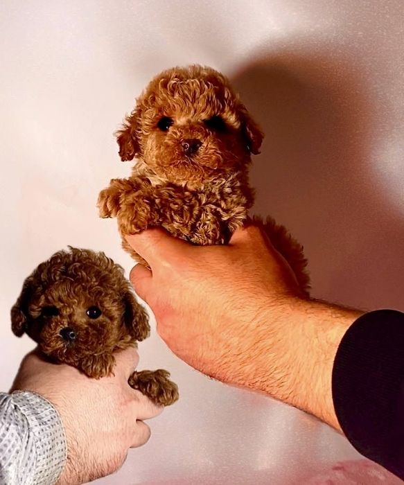 Чарівні  пухнастики міні та мікро мальтипу , той пудель бебі фейс