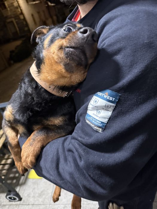 Cão de porte medio/pequeno