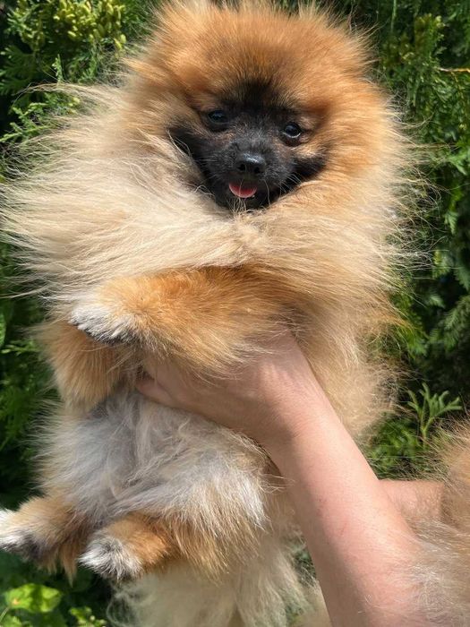 Померанский шпиц, шпицы, мини кобель Смешарик