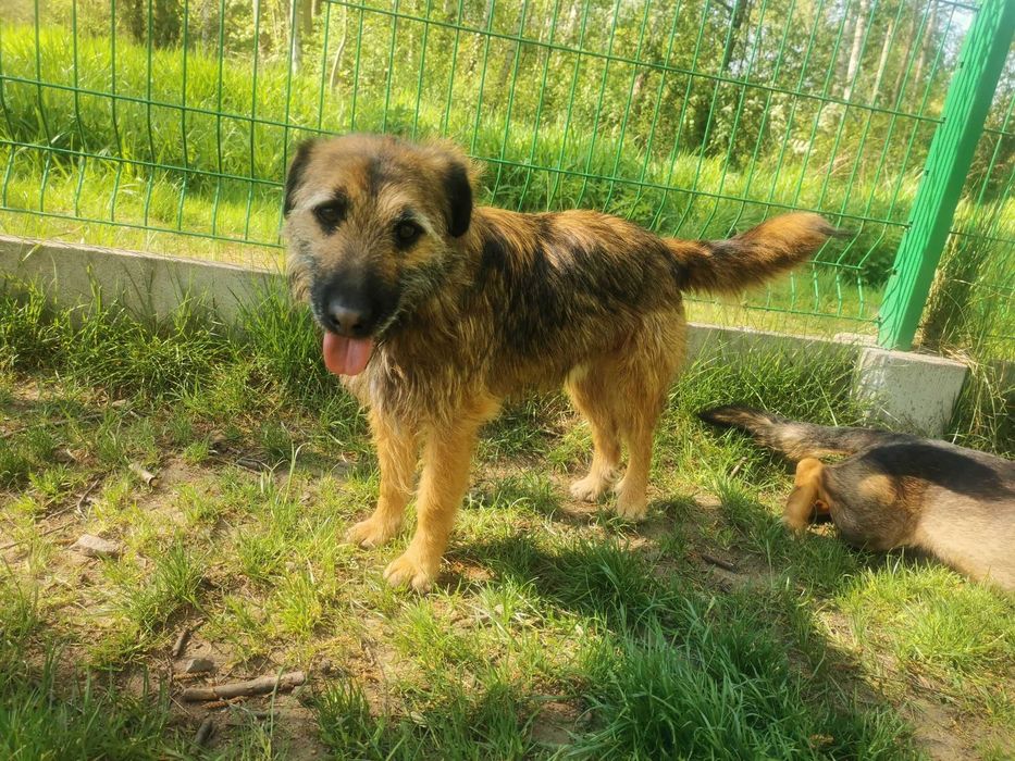 Timo czeka na dom...