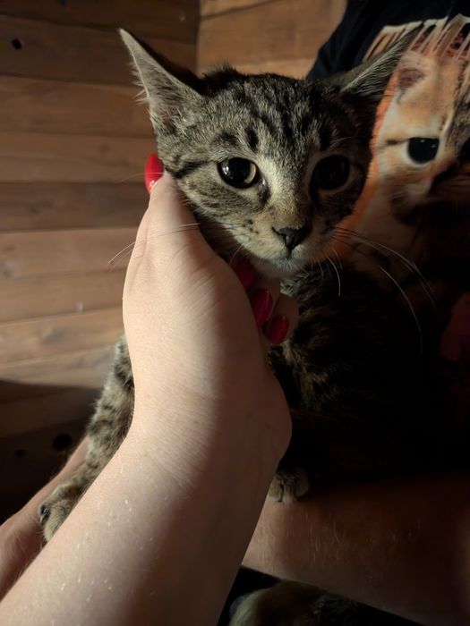 3,5 msc Tosia do adopcji! Dom niewychodzący