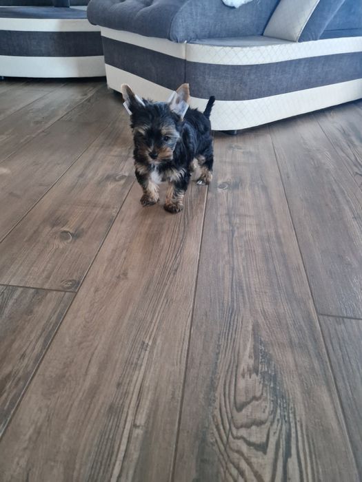 Yorkshire Terrier Piesek Gotowy do Odbioru