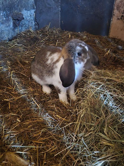 Króliki Baran Francuski