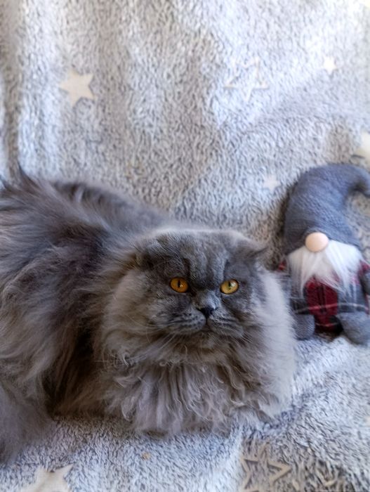 Тільки для люблячої родини