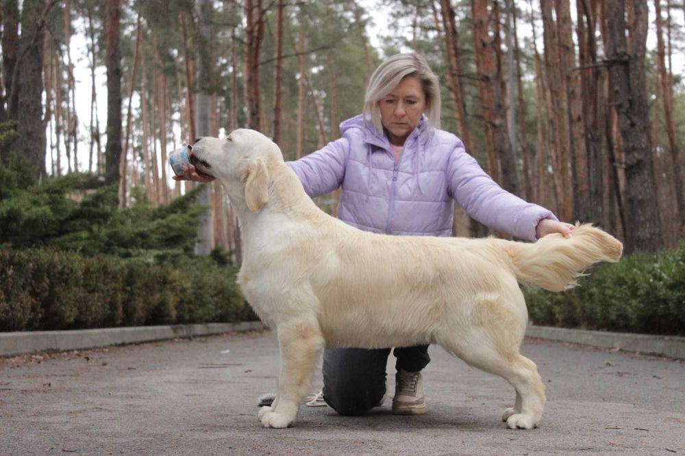 Цуценя Голден Ретривер