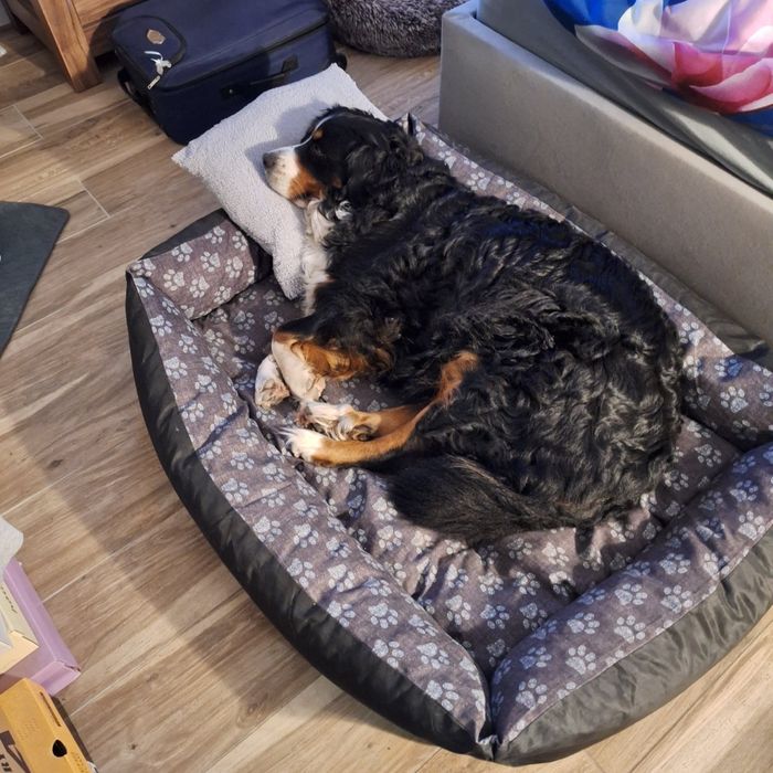 Mloda suczka szuka domu