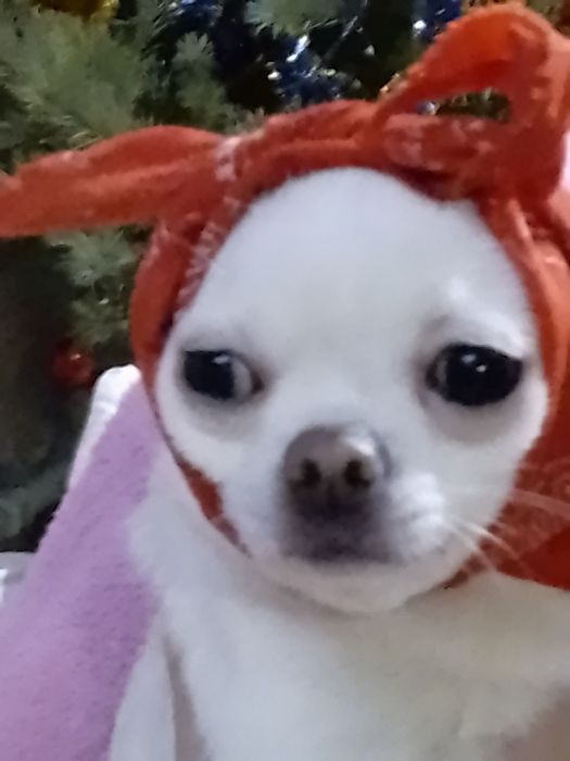 Хотим найти мальчика до трёх килограмм