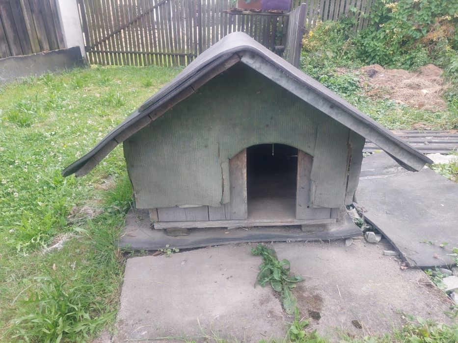 Buda dla psa za darmo