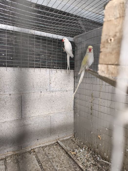 Vários tipos de aves