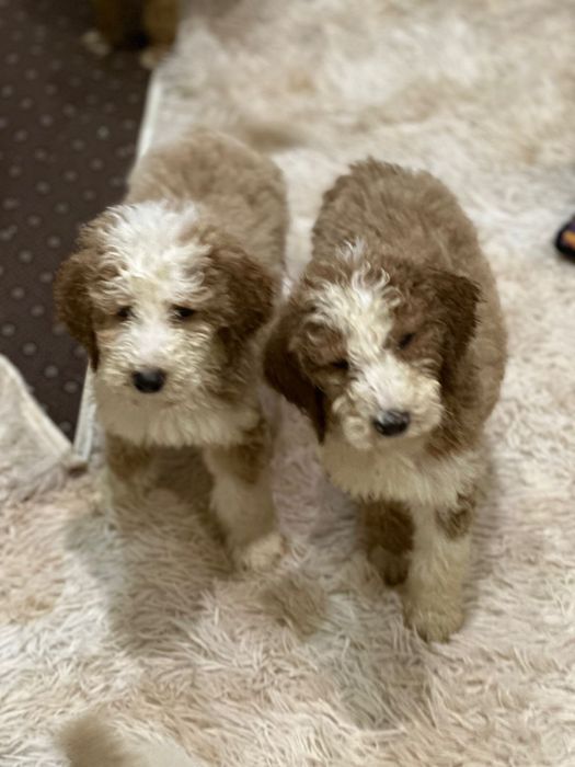 Лабродудль гігантський філіпінський пудель