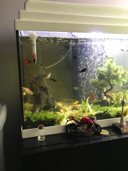 Vendo aquário com vários peixes