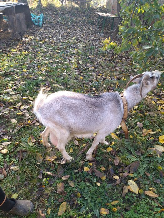 Продам козу в добрі руки