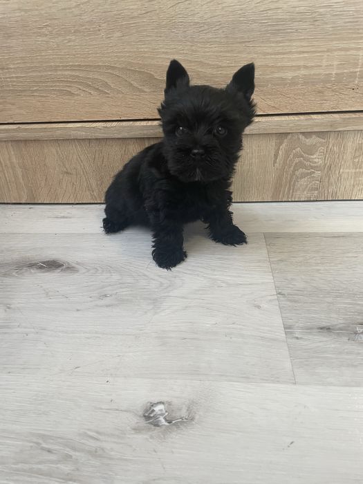 Yorkshire terrier black pies