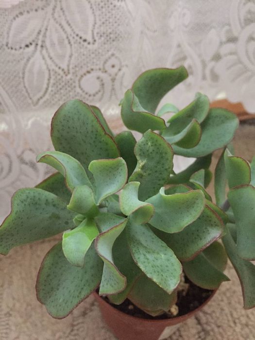 Красула, товстянка, грошове дерево "Голубий птах"