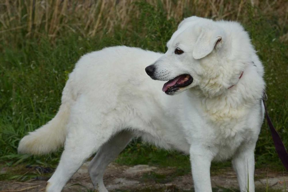 Liza - piękna, biała sunia, trochę wycofana, szuka domu - adopcja.