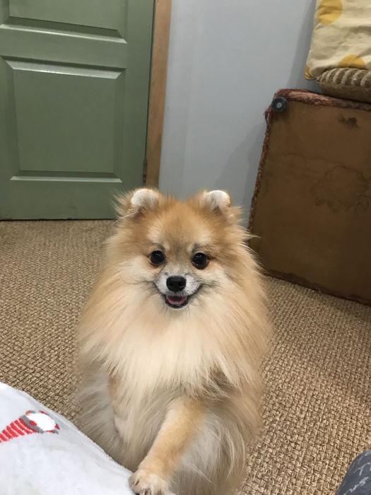 Померанская крааотка