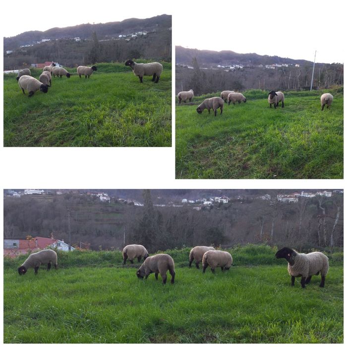 Borrega suffolk com certificado