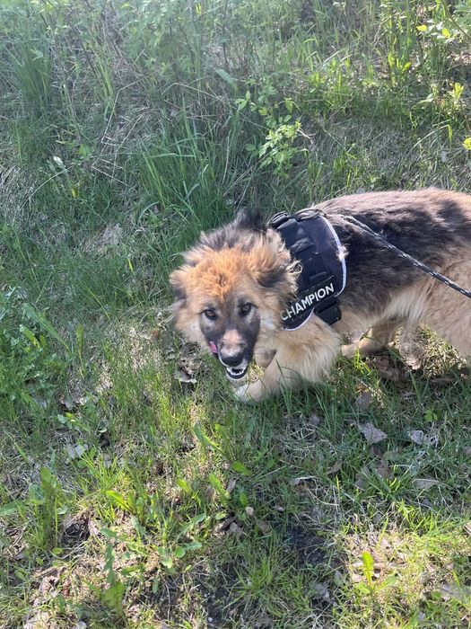 roczna owczarka do adopcji