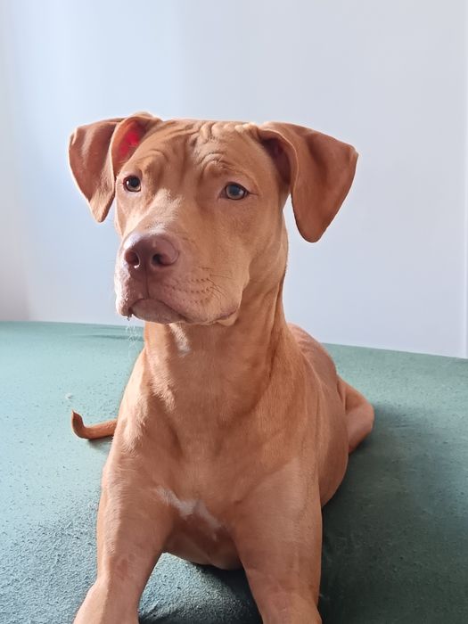 Suczka pitbull rednose