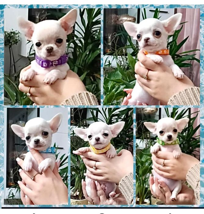 TEDDY śliczny chłopczyk z FCI