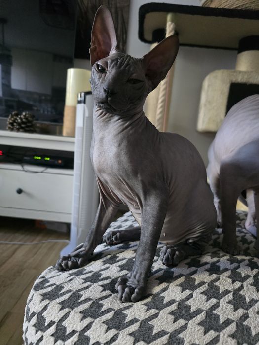 WCF DON Sphynx kotek