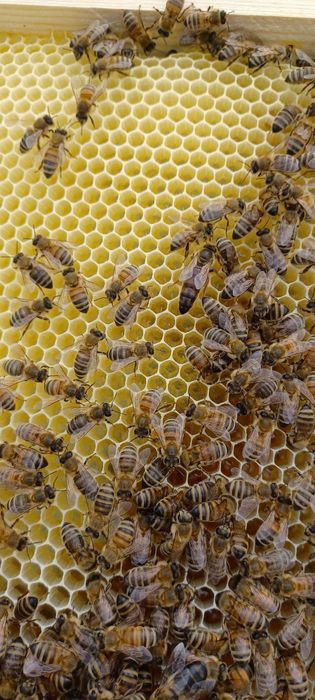 Matki pszczele krainka