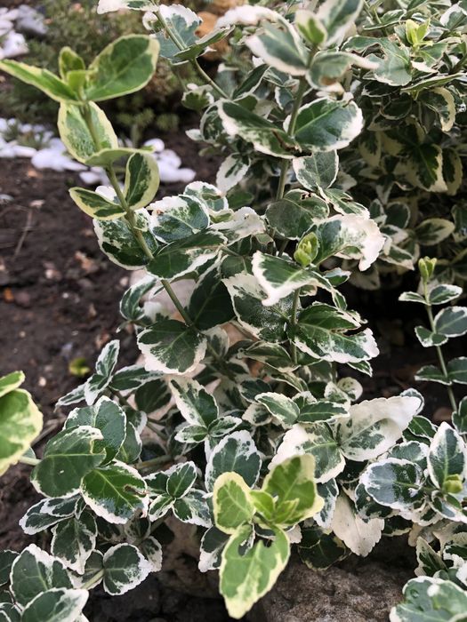 Бересклет черенки