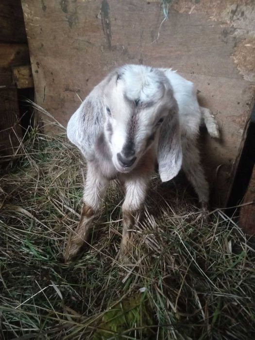 Нубійська козочка