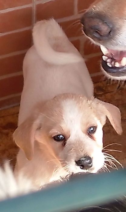 Cãezinhos para doar