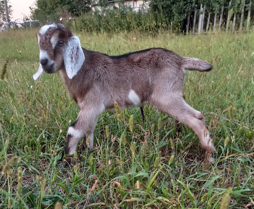Цапики, козлики % різних порід