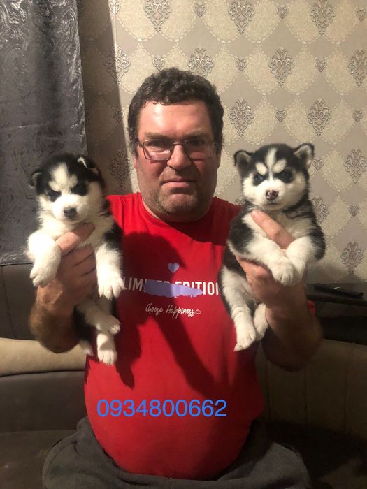 Хаскі сибірський