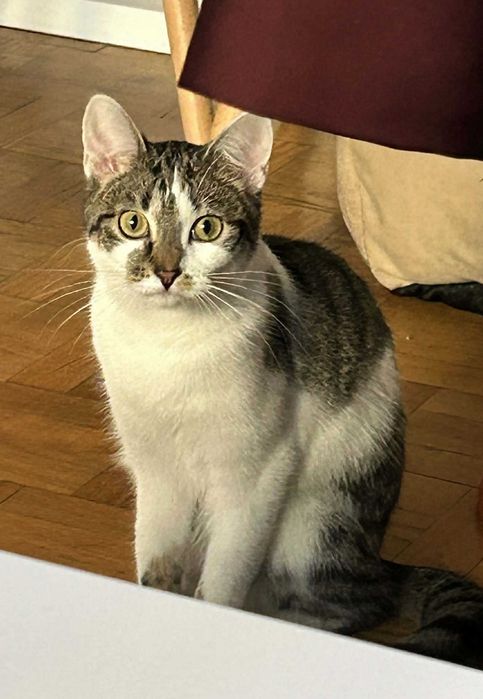 Yuzu i Zoe - kotki do adopcji