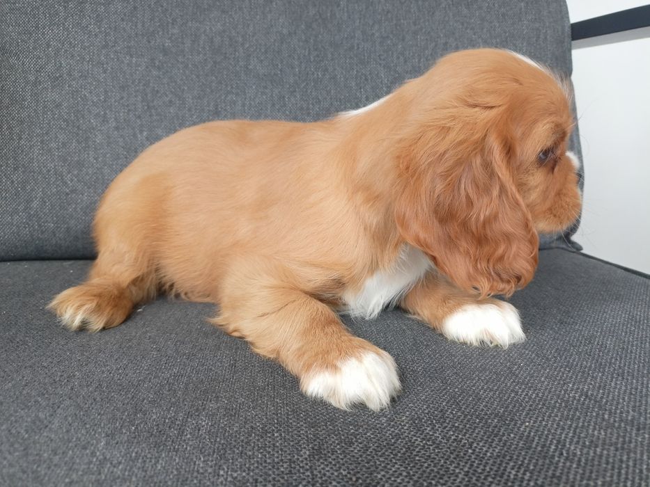 Cavalier King Charles Spaniel - pies !