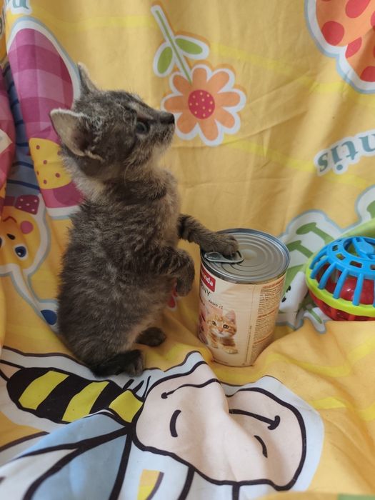 Kociaki do adopcji