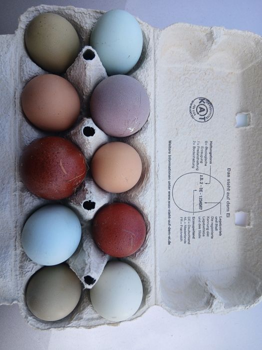 Młode kurki ,kolorowe jajka,oliwkowe, czekoladowe,turkusowe,zielone