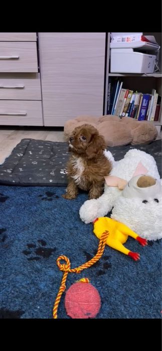 Cavapoo - urocza suczka