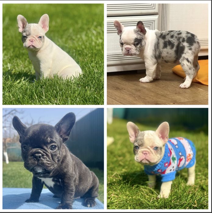 ФранЦузята різного забарвлення в люблячі ручки