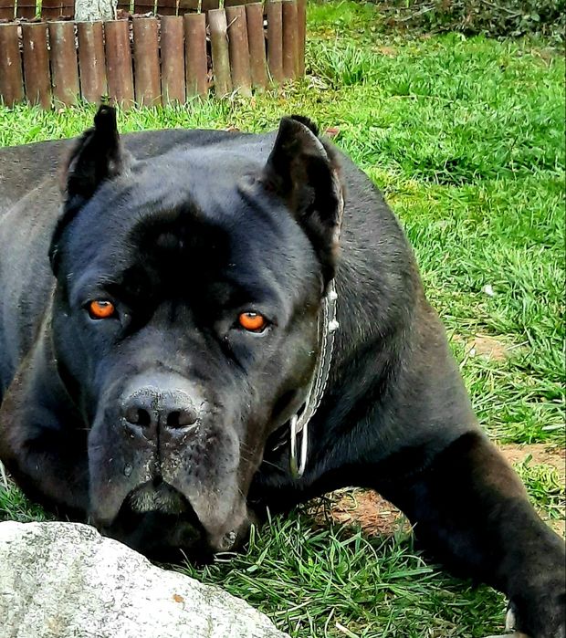 Cane Corso italiano sunia błękitna