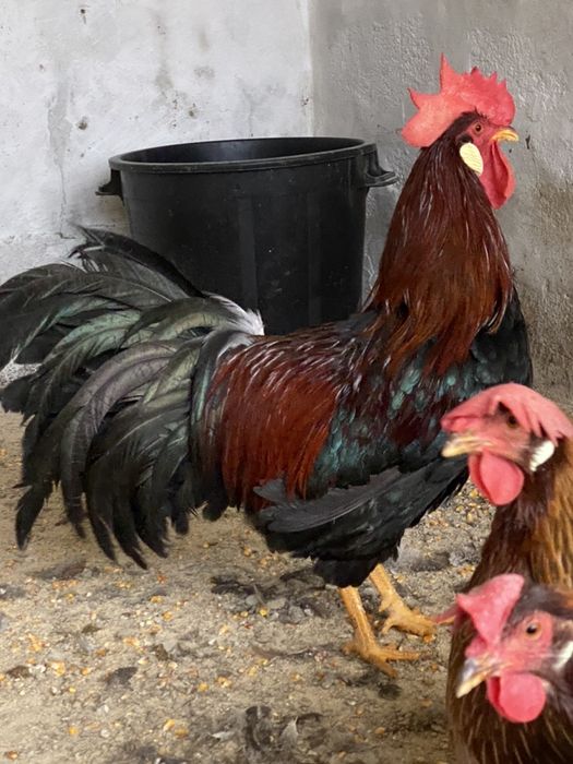 Galinhas leghorn /perdiz /branca/mil flores.