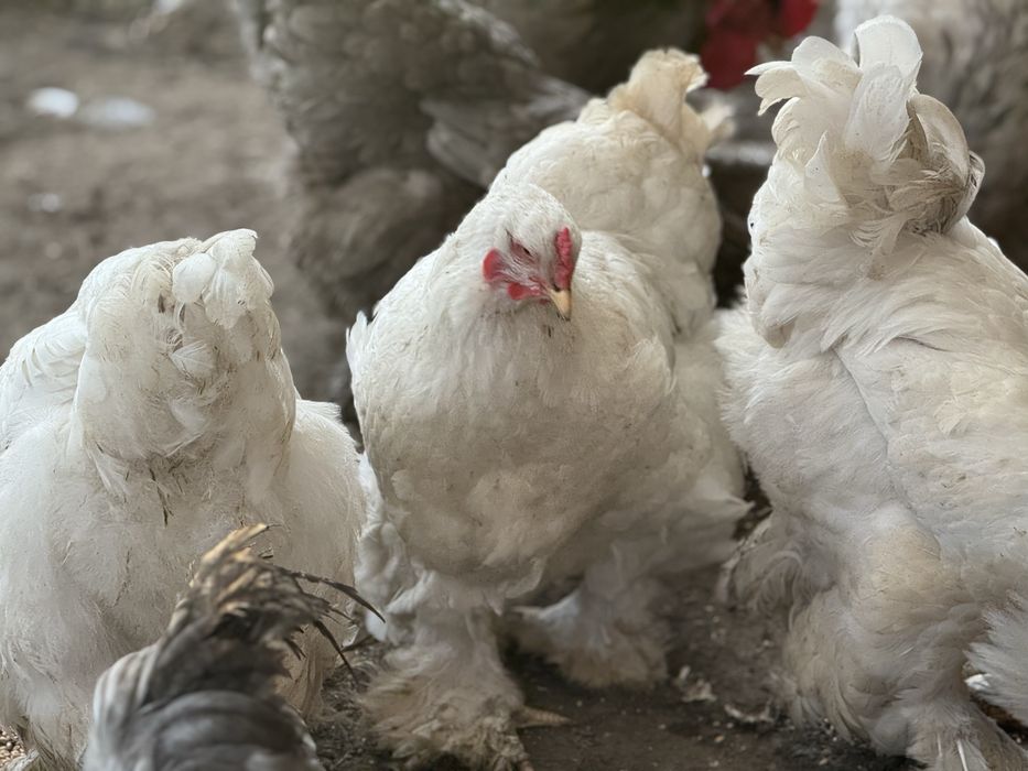 Кури кохінхін пара