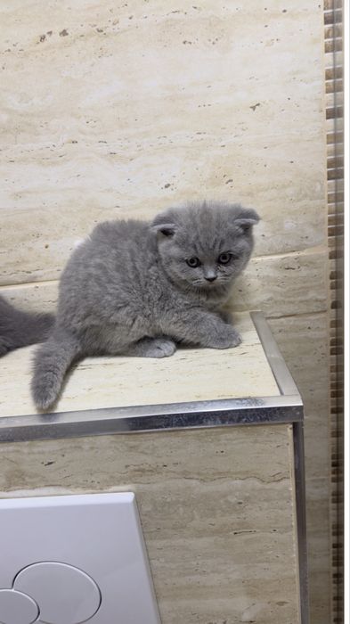 Scottish   fold