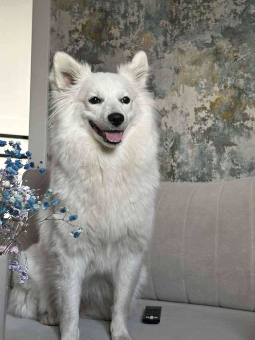 Szpic niemiecki duży BIAŁY, jedyny taki w Polsce!