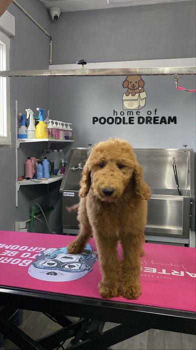 Imperdível!!! Preço especial por 1 semana!!! Linda bebê de Caniche/Poodle Standard procura novo dono!!!