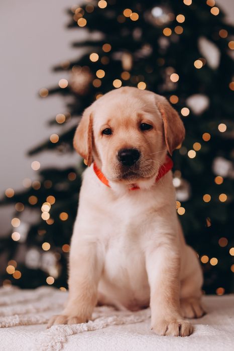 Милые щеночки лабрадора !