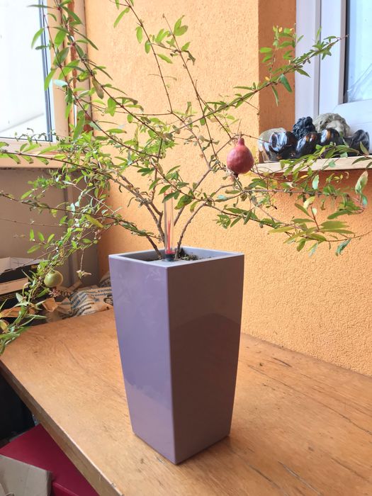 Комнатный гранатик с плодами в умном горшке Лешуза