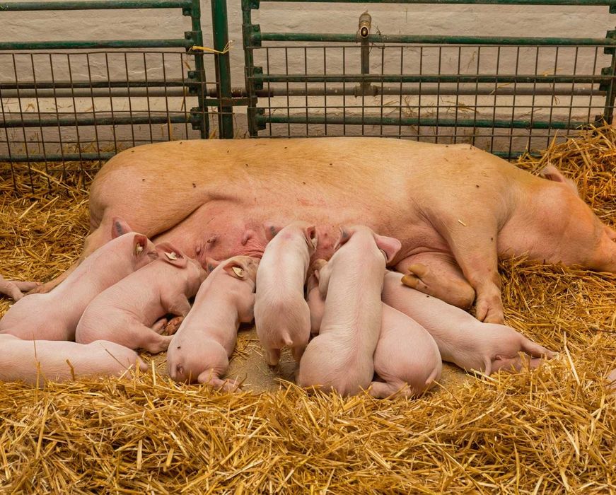 Dezosan junior - sucha kąpiel dla prosiąt | 1200 kg | higiena prosiąt